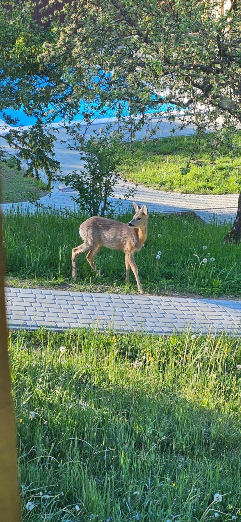 Barvy Karpat Villa Slavskoje Eksteriør bilde