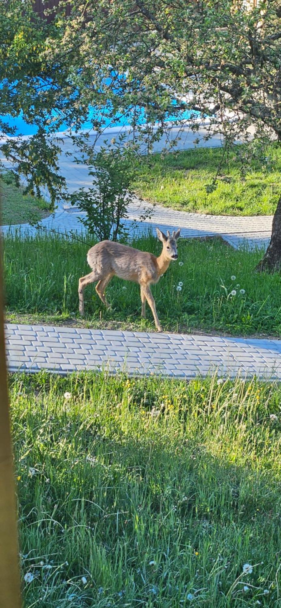 Barvy Karpat Villa Slavskoje Eksteriør bilde